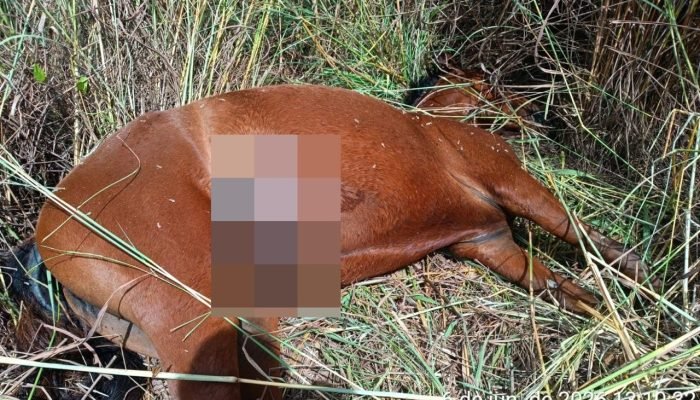 Polícia investiga morte de égua com sinais de violência em Angical do Piauí