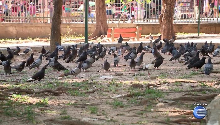Pombos em Teresina: riscos à saúde e desafios para a população
