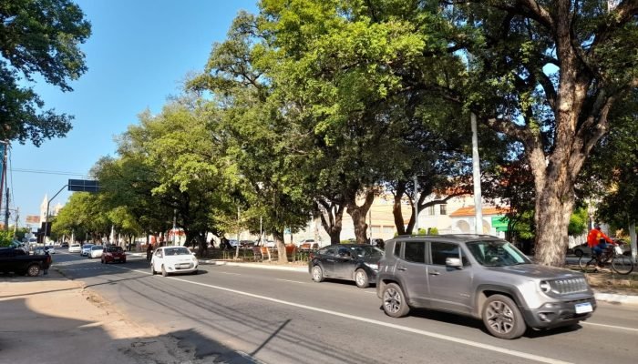 Projeto de Silvio Mendes proíbe corte de árvores sem autorização e prevê multas de até R$ 20 mil