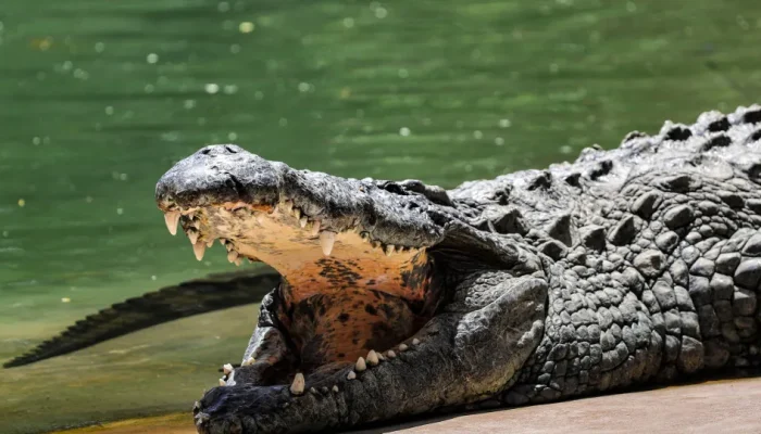 Homem é preso por tentativa de homicídio após jogar criança em habitat de crocodilos