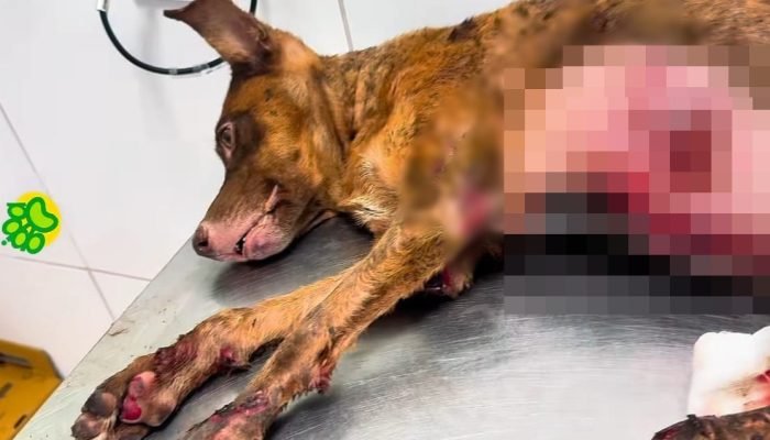 Cachorro arrastado por carro em Teresina se recupera após resgate