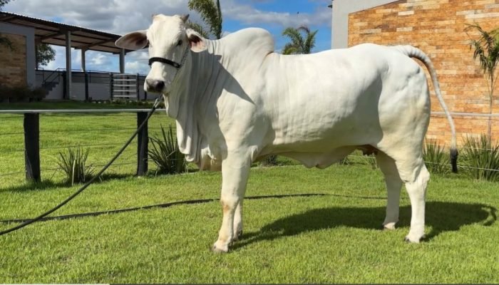 Piauí se destaca na criação de gado Nelore e avança na pecuária nacional