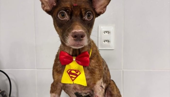 Cão Castanha enfrenta cirurgia e estado grave após ser arrastado em Teresina
