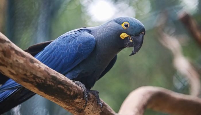 Brasil atualiza lista de espécies ameaçadas com quase 800 animais em risco de extinção