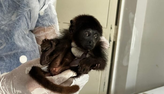 Filhote de macaco bugio resgatado em Barras passa por recuperação no Cetas