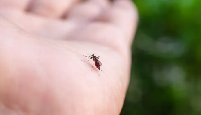 Fatores que atraem mosquitos: saiba como se proteger