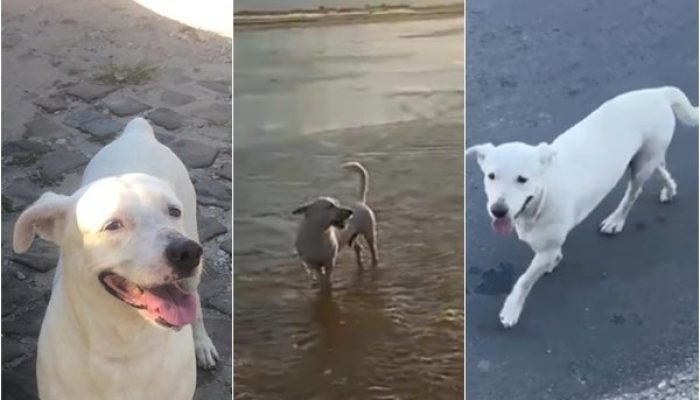 Cachorro desaparece após fogos em gol do Brasil; tutora oferece recompensa