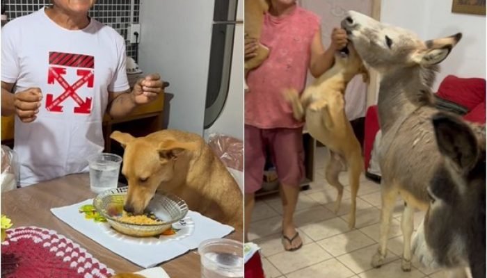 Família de pets encanta internautas com rotina inusitada no Piauí