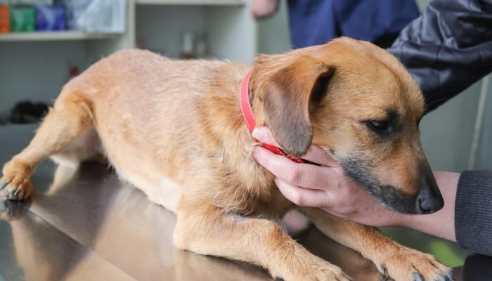 Piauí aprova lei que proíbe acorrentamento permanente de cães e gatos