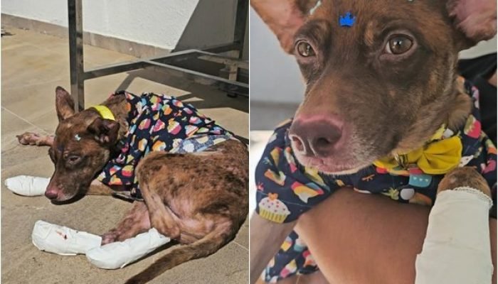 Cão Castanha recebe alta após resgate e inicia nova fase de recuperação em Teresina