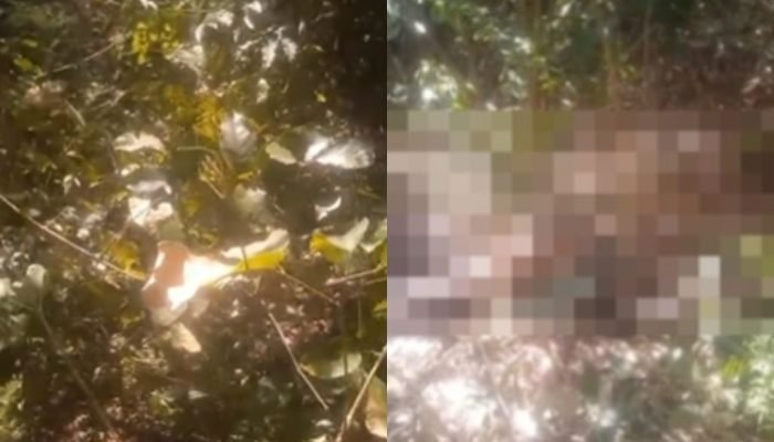 Corpo de homem é encontrado em mata no Parque Jacinta, em Teresina