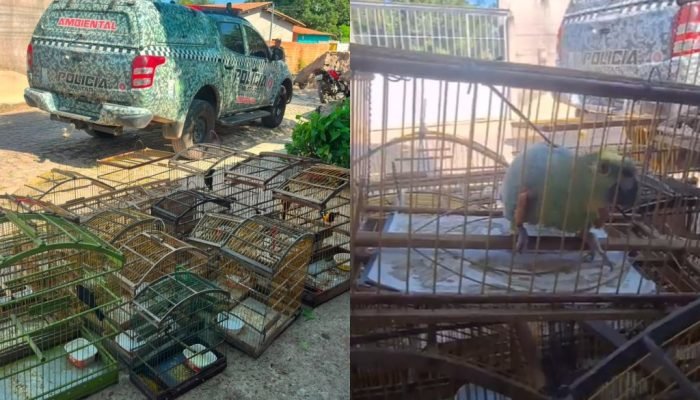 Polícia Ambiental resgata 16 aves silvestres em cativeiro irregular na zona rural de Teresina