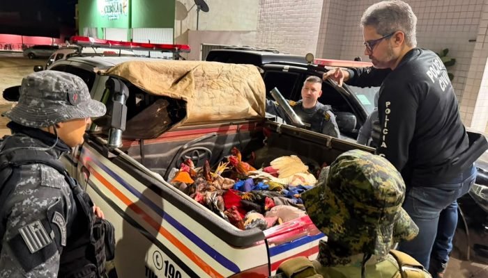 Polícia apreende 59 aves em rinha de galo em Timon e detém proprietário