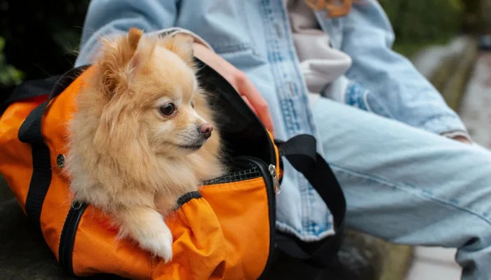 Cuidados essenciais com vacinas e vermífugos antes de viajar com seu pet