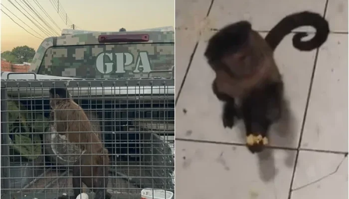 Macaco-prego invade casas em Teresina e é resgatado pela Guarda Municipal