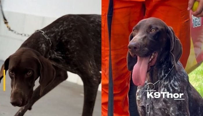 Piauí ganha reforço de Thor, cão especialista em busca de restos mortais (Foto: Reprodução)
