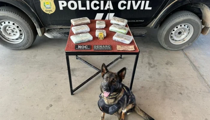 Morre K9 Catrina, cadela policial que combatia o crime no Piauí