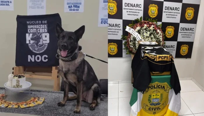 Morre K9 Catrina, primeira cadela policial do Piauí, aos seis anos