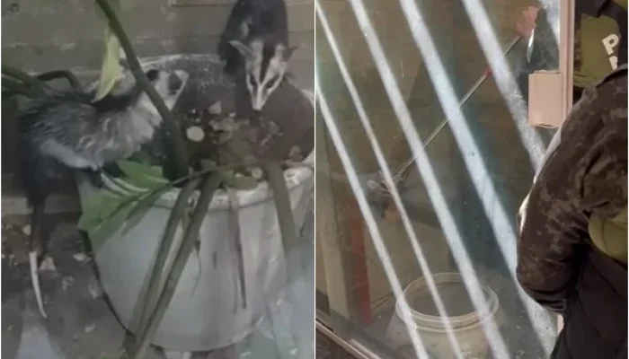 Mucuras são resgatadas após invadirem residência em Teresina