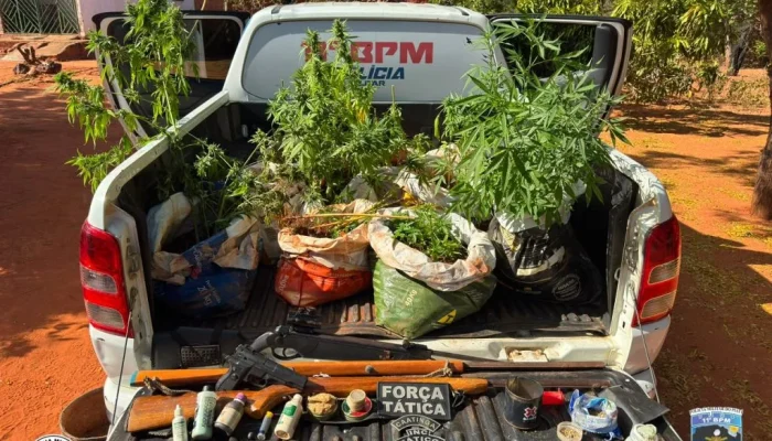 Polícia apreende 77 mudas de maconha e armas em operação no Sul do Piauí