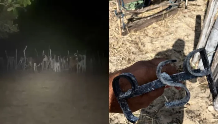 Polícia prende dupla suspeita de furto de gado em Parnaíba e recupera 22 bois