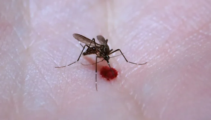 Quase metade dos municípios em alerta para Aedes aegypti, mas casos de dengue caem 70%
