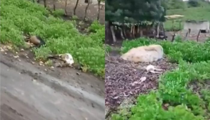 Moradores relataram que o fio rompeu por volta de meio-dia e permaneceu no chão durante toda a t...