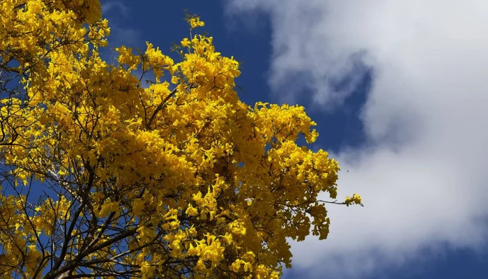 Setembro Amarelo: a necessidade de políticas públicas para prevenção ao suicídio no Piauí