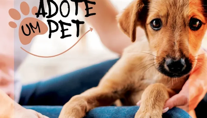 Adoção pet (Foto: g1)
