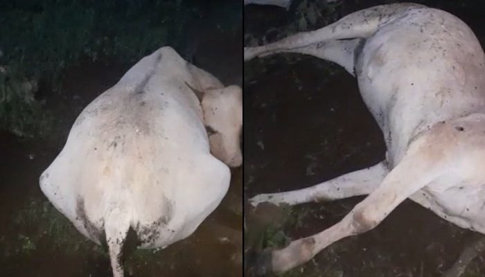 Duas vacas morrem após serem atingidas por um raio no Piauí; veja vídeo